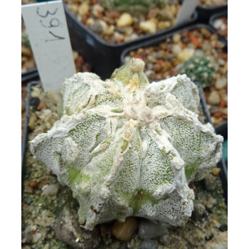Astrophytum japan Hybrid, wurzelecht