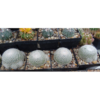 Mammillaria lenta, Gruppen