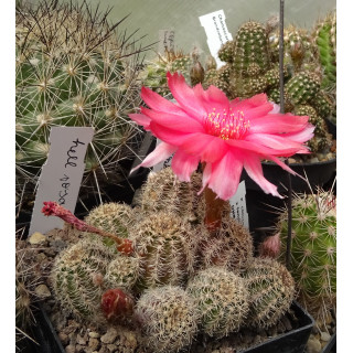 Chamaecereus Hyb. hell rosa