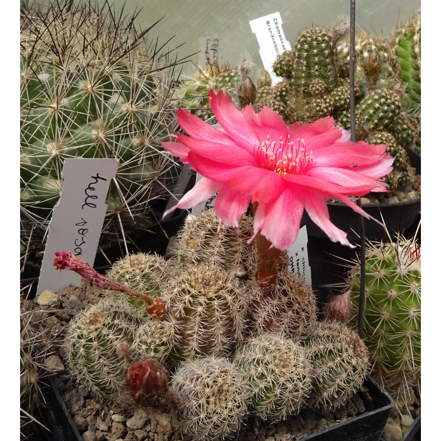 Chamaecereus Hyb. hell rosa