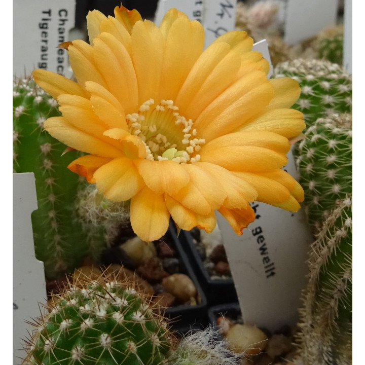 Chamaecereus  Lincon Crown