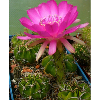 Echinopsis obrepanda var. purpurea