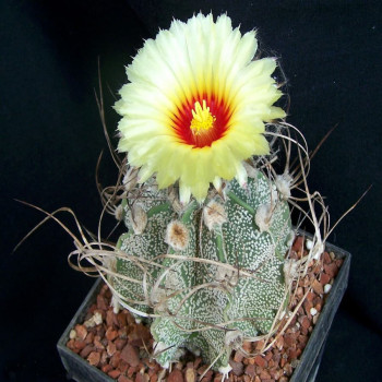 Astrophytum capricorne