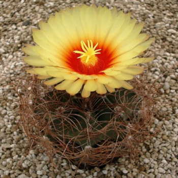 Astrophytum senilis