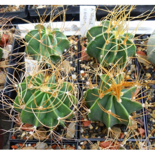 Astrophytum senile v. aureum