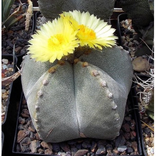 Astrophytum myriostigma
