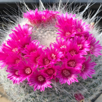 Mammillaria hahniana