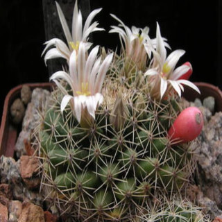 Mammillaria macdougalii SB 724