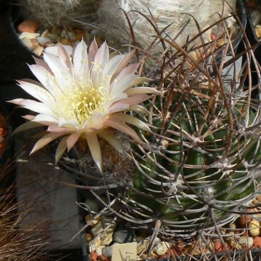Lobivia hastifer