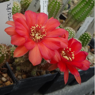 Chamaecereus Hyb. 28/022