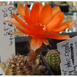 20.6.25 orange gelb leicht rosa Sep. links,  rechts unten vorhanden