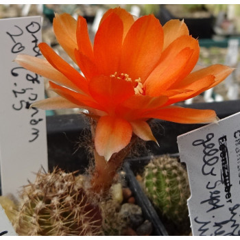20.6.25 orange gelb leicht rosa Sep. links,  rechts unten vorhanden