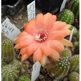 Chamaecereus Hyb. 24.18 vorhanden