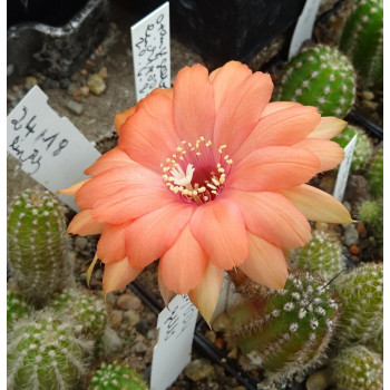 Chamaecereus Hyb. 24.18 vorhanden