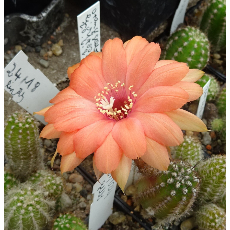 Chamaecereus Hyb. 24.18 vorhanden