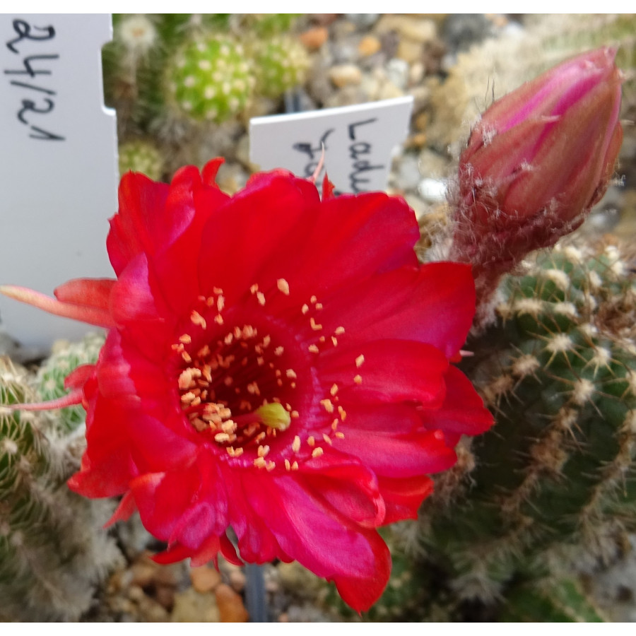 Chamaecereus Hyb. 24/17 links Mitte unten vorhanden