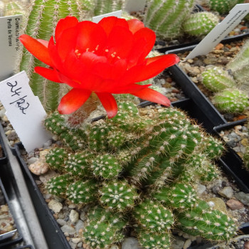 Chamaecereus Hyb. 24/22 links Mitte unten vorhanden