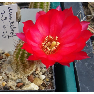 Chamaecereus Hyb. 29.6.25 rechts unten vorhanden