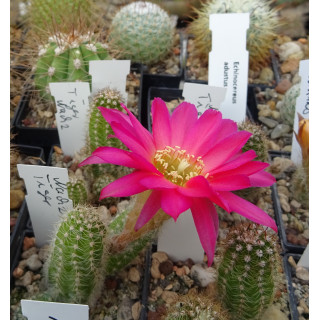 Chamaecereus Hyb. 35/024 links Mitte unten vorhanden
