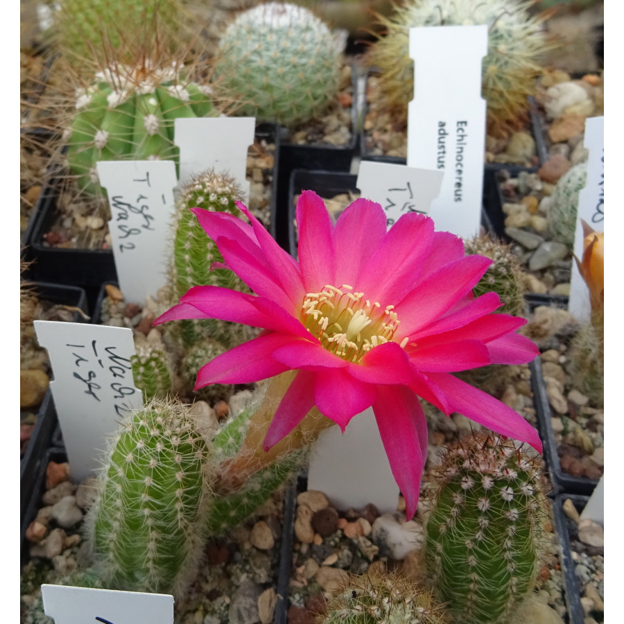 Chamaecereus Hyb. 35/024 links Mitte unten vorhanden