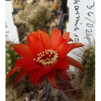 Chamaecereus Hyb. 36/024 karmin rot, links Mitte unten vorhanden
