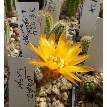 Chamaecereus Hyb. 38/024 rechts unten vorhanden