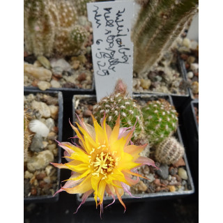Chamaecereus Hyb. 6.5.25 links Mitte unten vorhanden