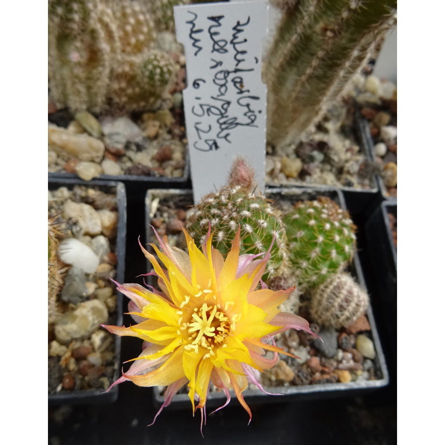 Chamaecereus Hyb. 6.5.25 links Mitte unten vorhanden