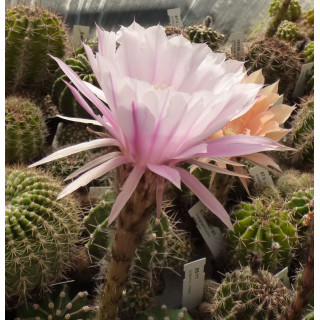 Echinopsis Hyb. Serenade 96 5