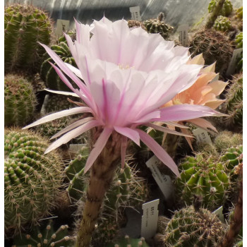 Echinopsis Hyb. Serenade 96 5