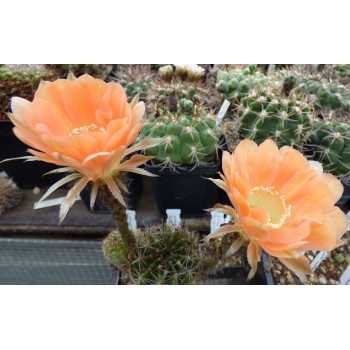 Echinopsis Hyb. ON 018 2