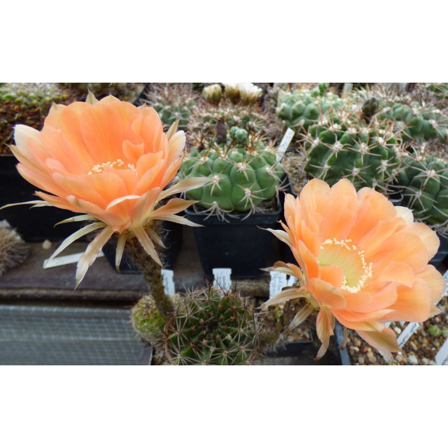 Echinopsis Hyb. ON 018 2