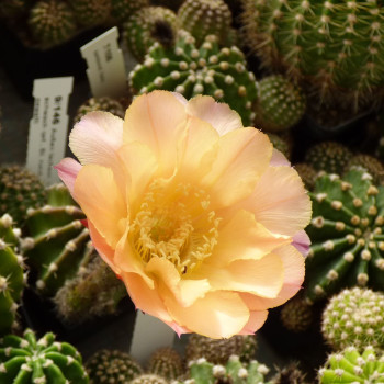 Echinopsis Hyb. Florenz 146 9