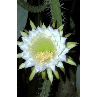 Eriocereus bonplandii