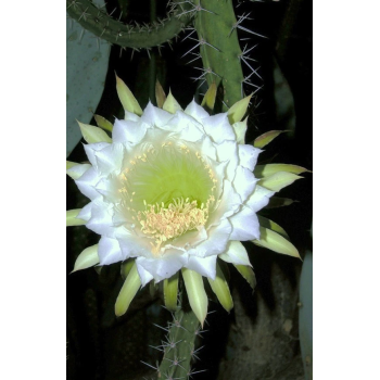 Eriocereus bonplandii