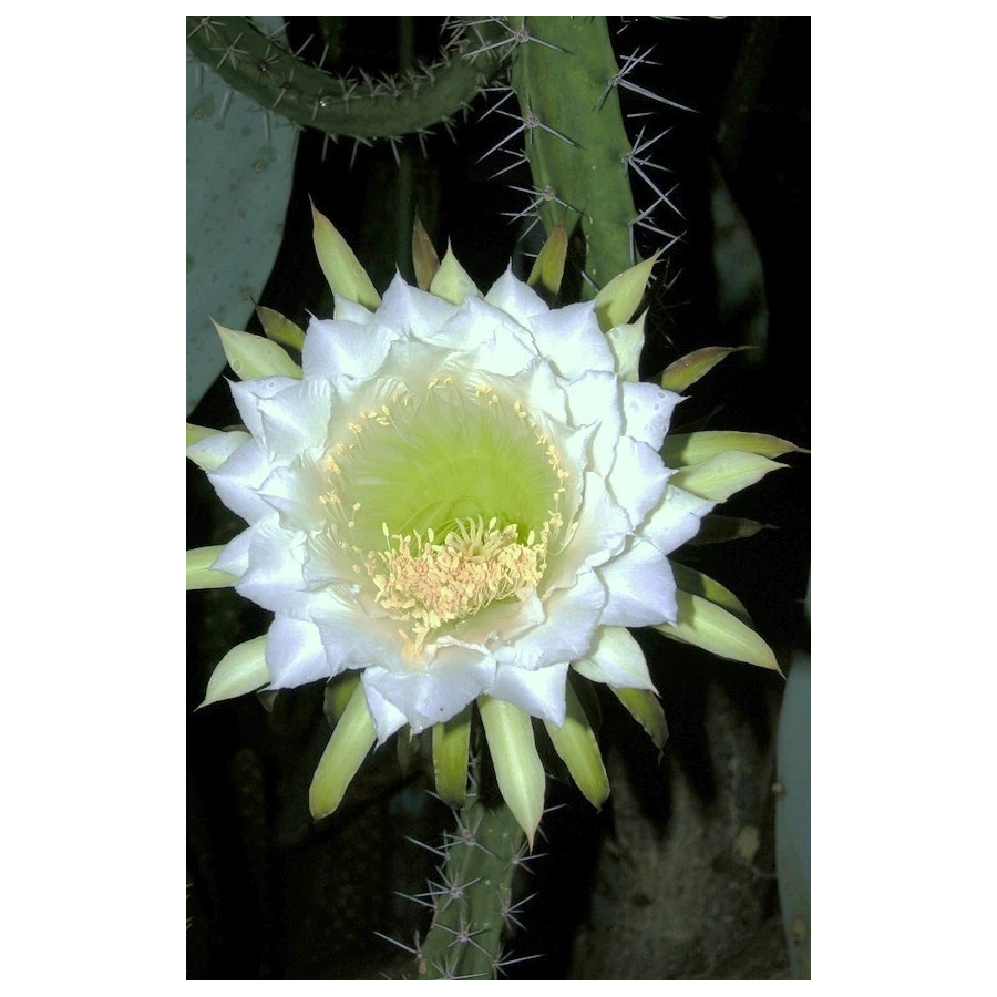 Eriocereus bonplandii