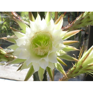 Eriocereus jusbertii