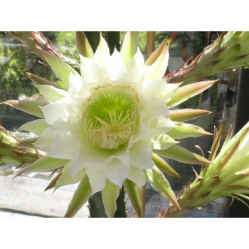 Eriocereus jusbertii