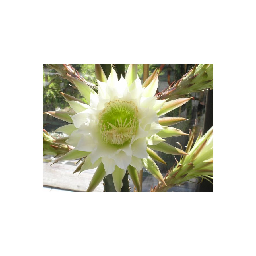 Eriocereus jusbertii