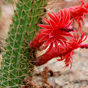 Bolivicereus (Cleistocactus) samaipatanus
