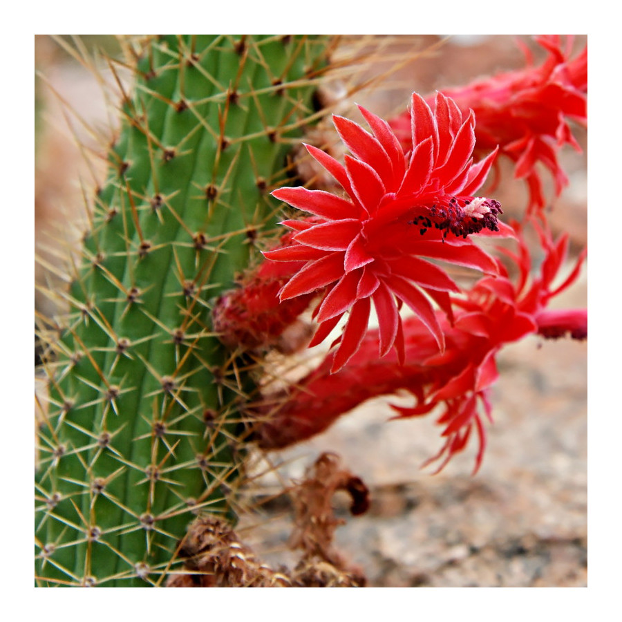 Bolivicereus (Cleistocactus) samaipatanus