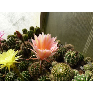 Echinopsis Hyb. ON 25