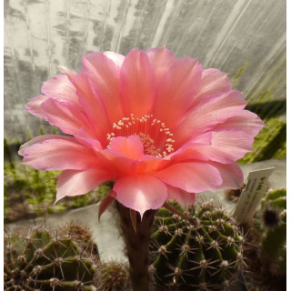 Echinopsis Hyb. Aurora 83 16