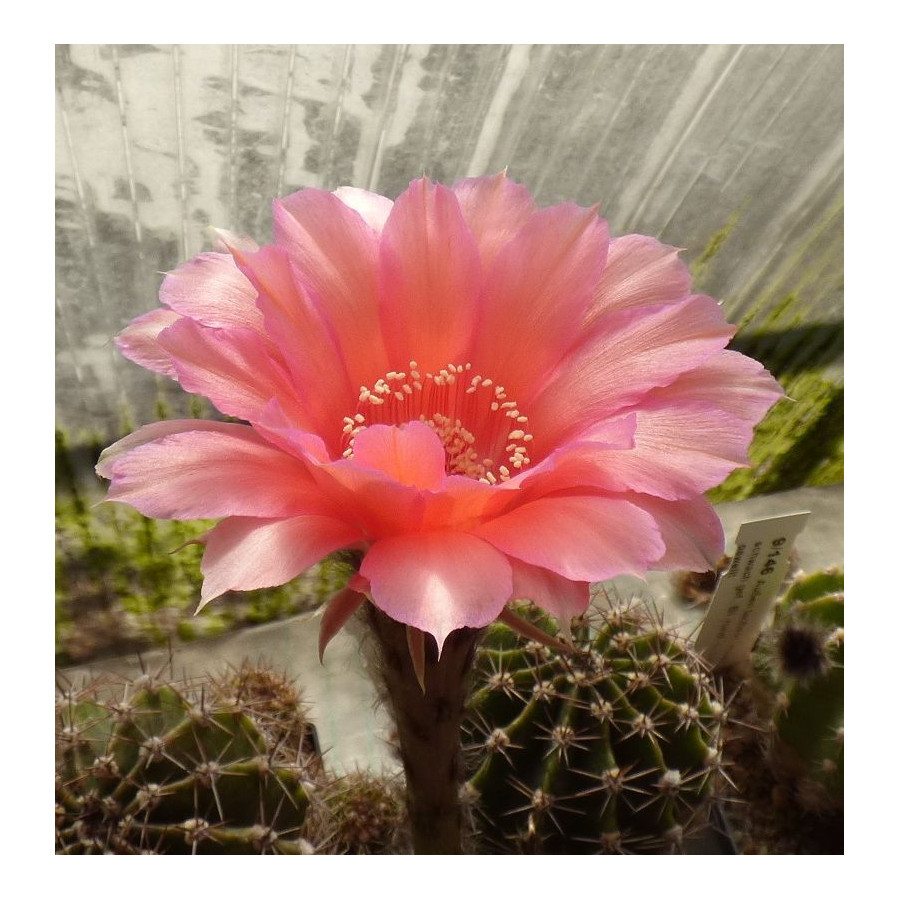 Echinopsis Hyb. Aurora 83 16