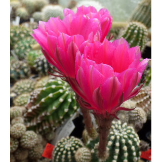 Echinopsis Hyb. Ilona 106 7