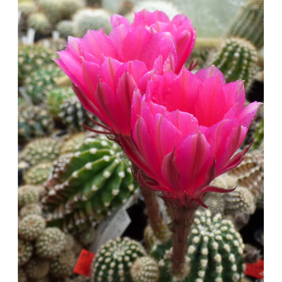 Echinopsis Hyb. Ilona 106 7