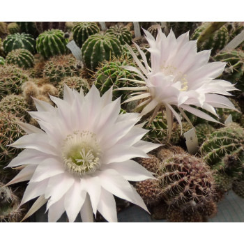 Echinopsis Hyb. Elfe 56 10