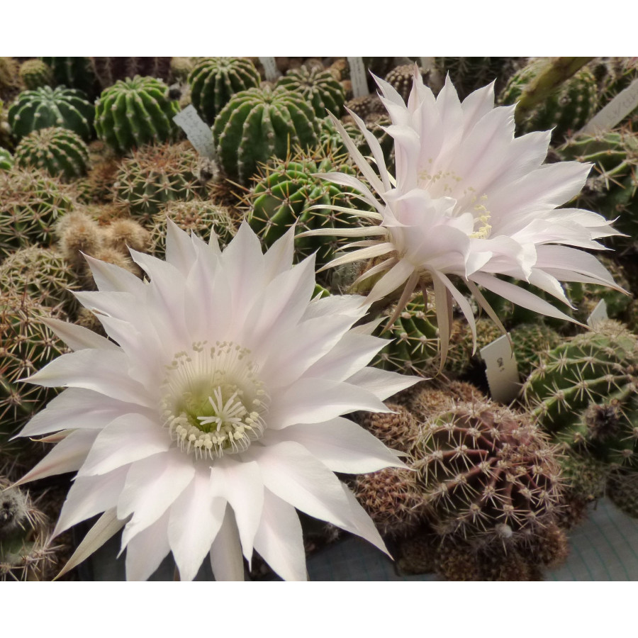 Echinopsis Hyb. Elfe 56 10