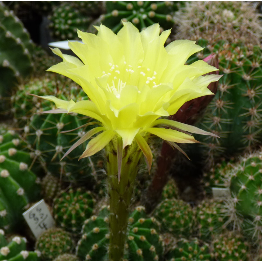 Echinopsis Hyb. Jonsons Greengold 92 4