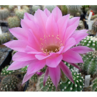 Echinopsis Hyb. Kate Walker X Stars and Stripes 183 15